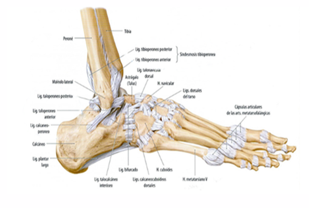 anatomia lpaa.png